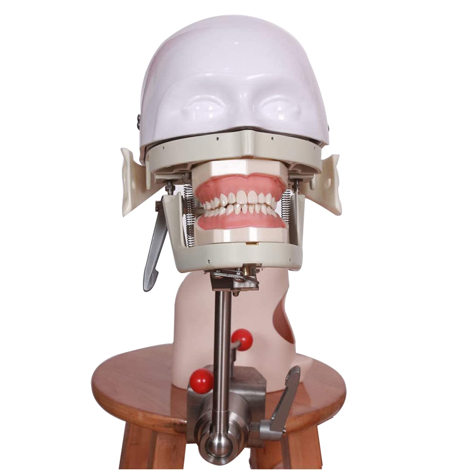 Amazon.co.jp: 歯科用頭部模型、歯科用シミュレーター、口腔病学バイオ